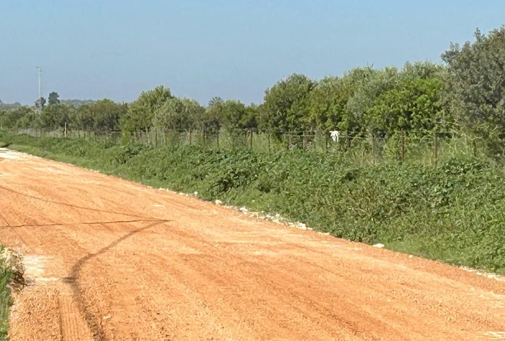amarguillo