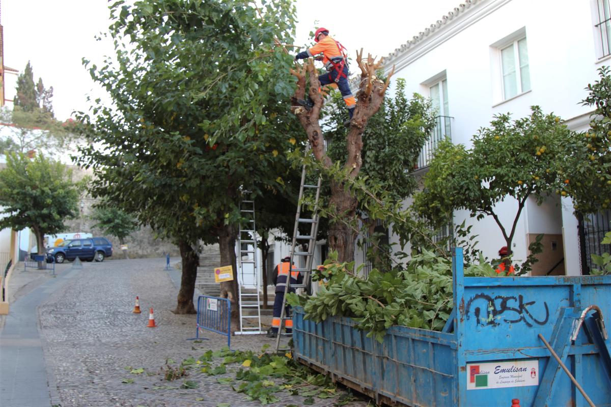 Ya se ha iniciado la campaña de poda del arbolado. (Foto: Mariqui Romero)